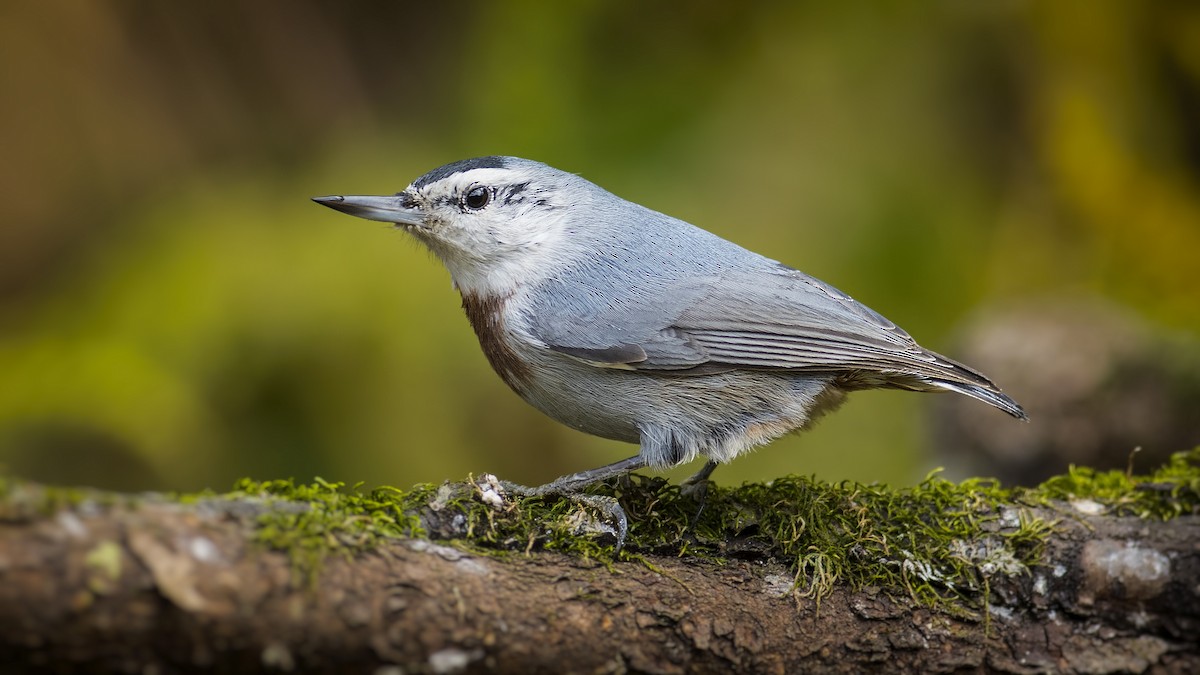 Krüper's Nuthatch - ML376317981