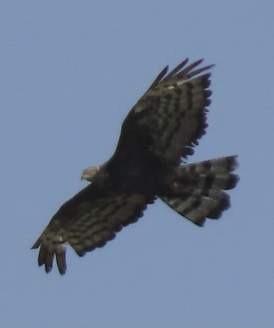 European Honey-buzzard - ML376317991