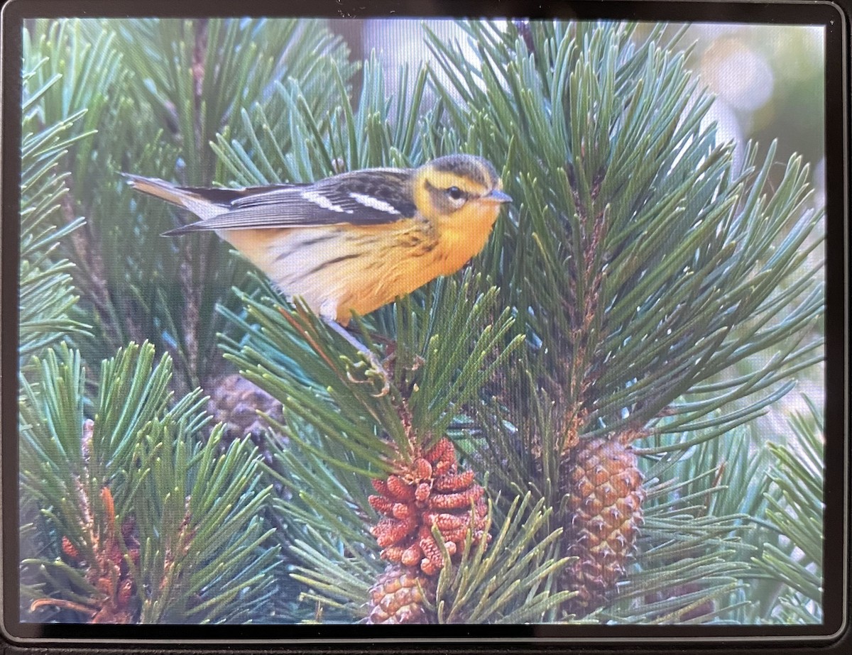 Blackburnian Warbler - Donald Kirker