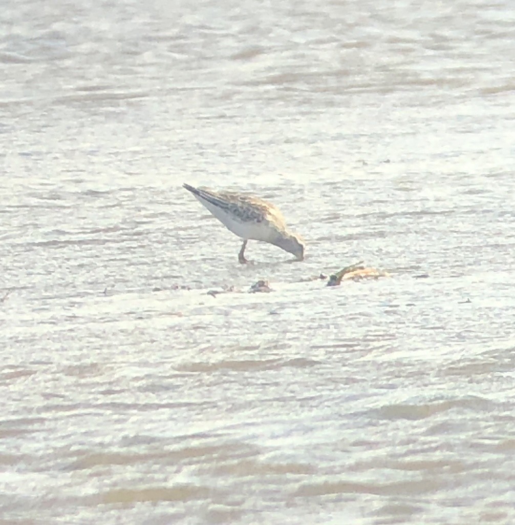 Stilt Sandpiper - ML376319281