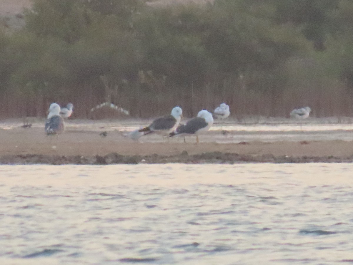 Caspian Gull - ML376320071