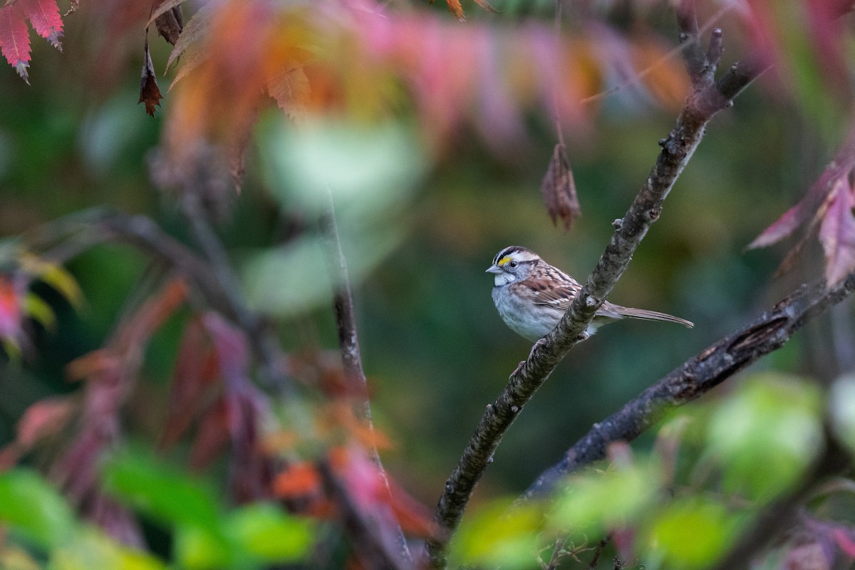 White-throated Sparrow - ML376320871