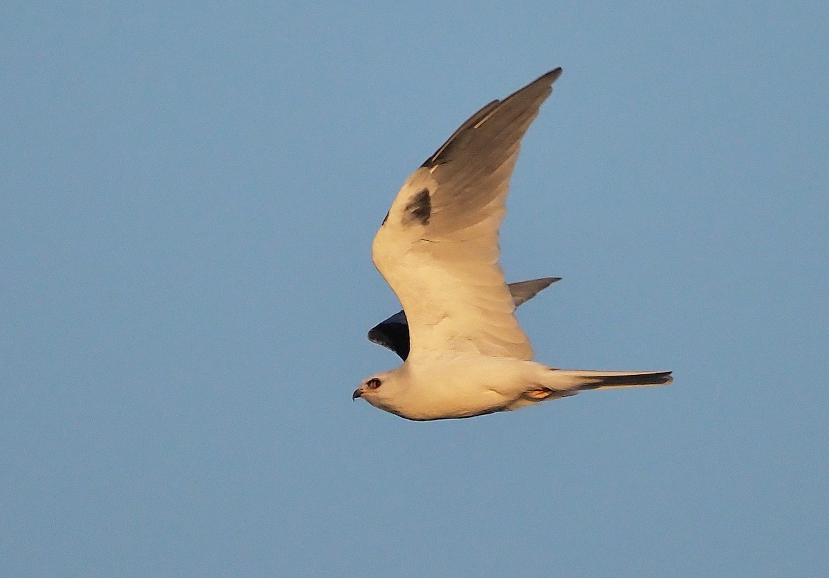 White-tailed Kite - Aidan Brubaker