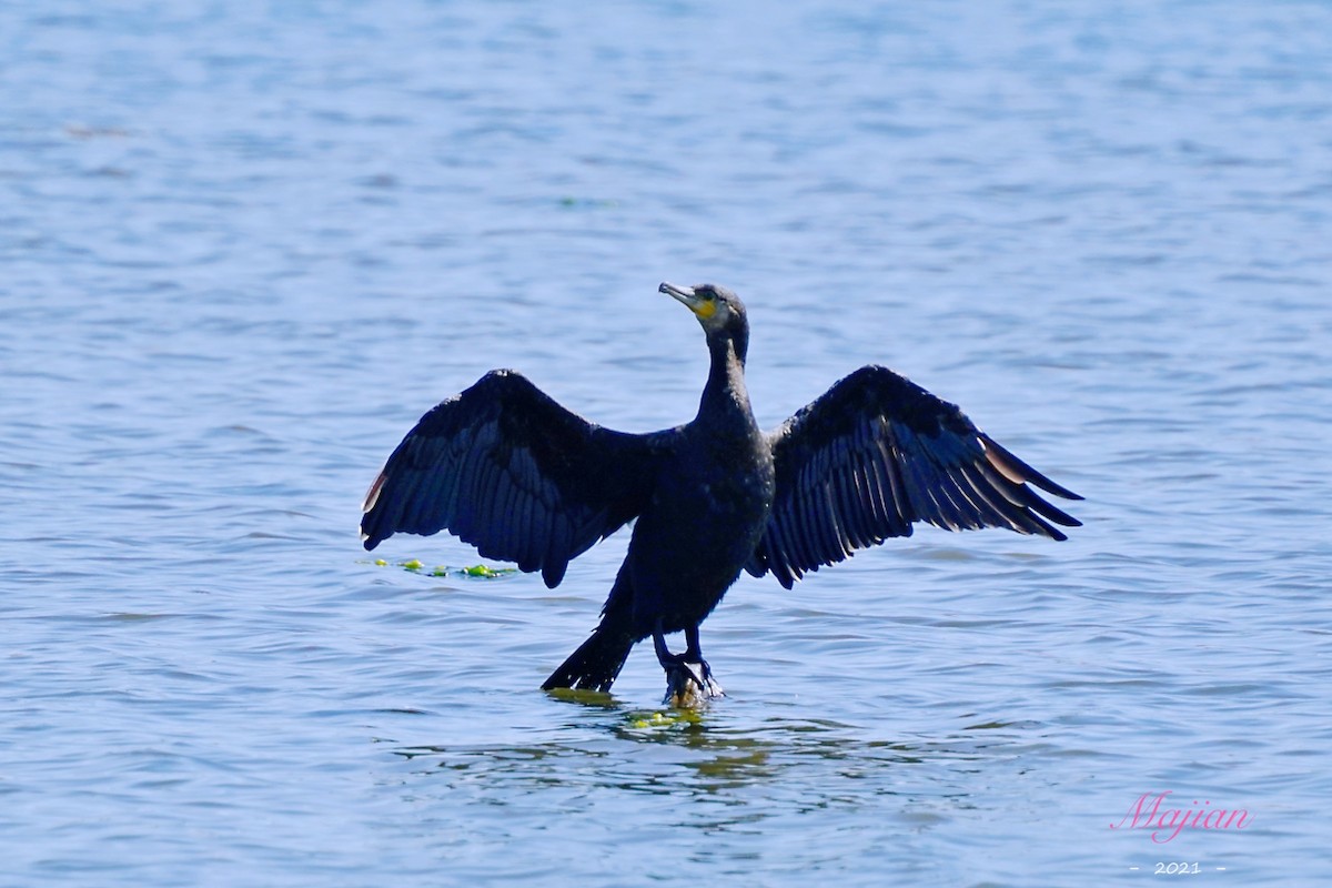 Great Cormorant - ML376322701