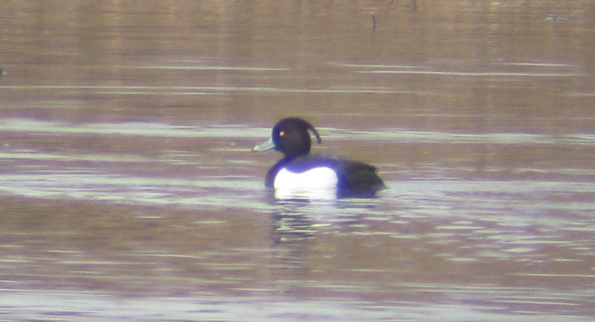 Tufted Duck - ML37632291