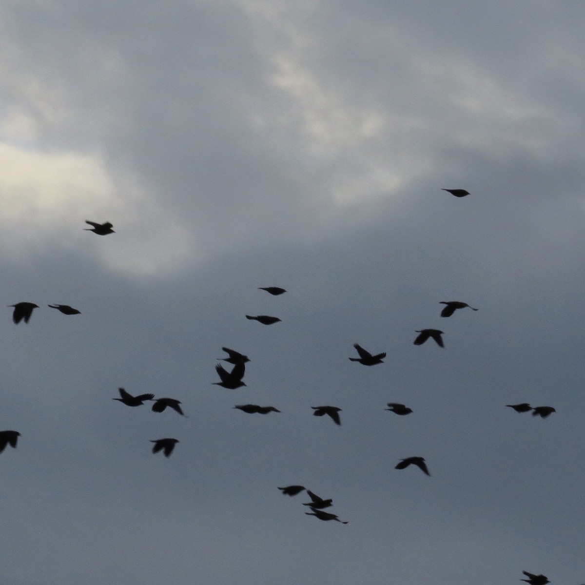 Rusty Blackbird - ML37632341