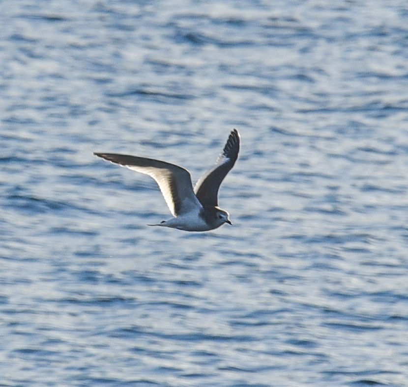 Sabine's Gull - ML37632401