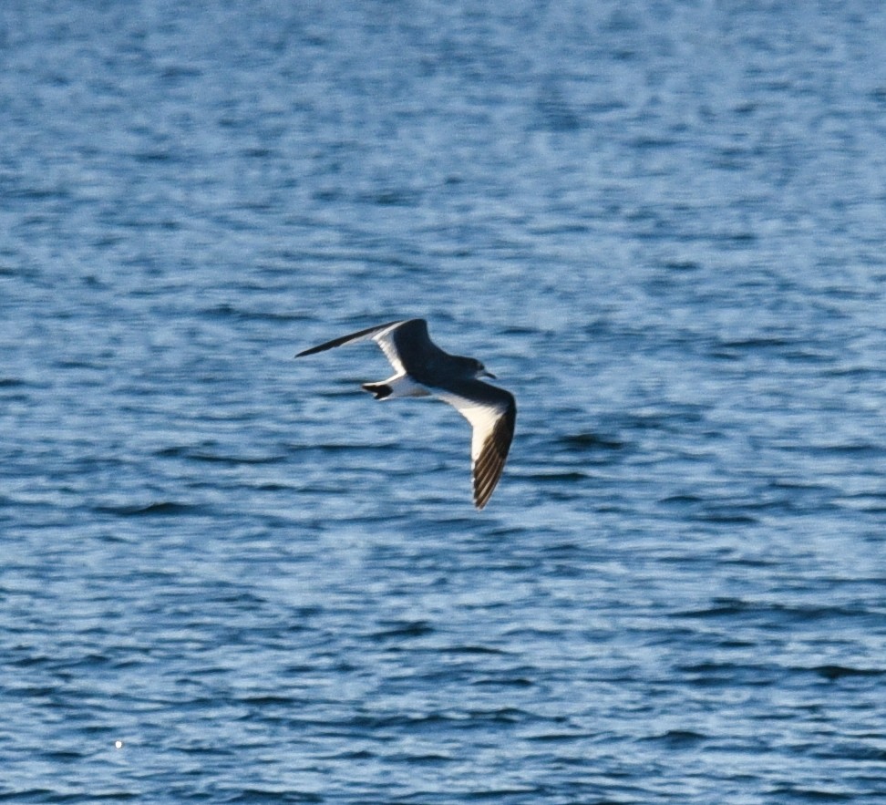 Sabine's Gull - ML37632411
