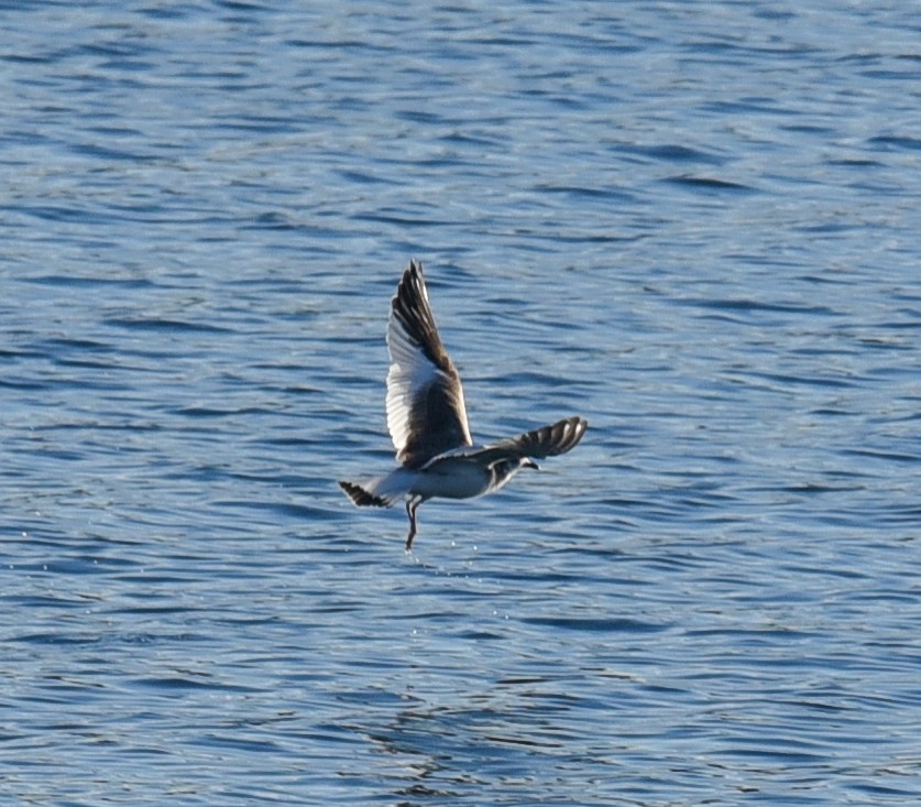 Sabine's Gull - ML37632421