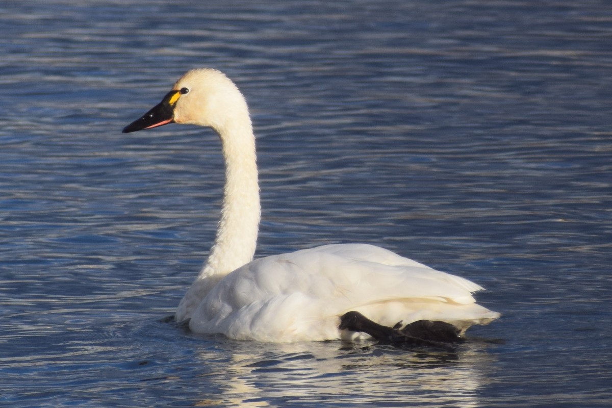 Tundra Swan - ML376324401