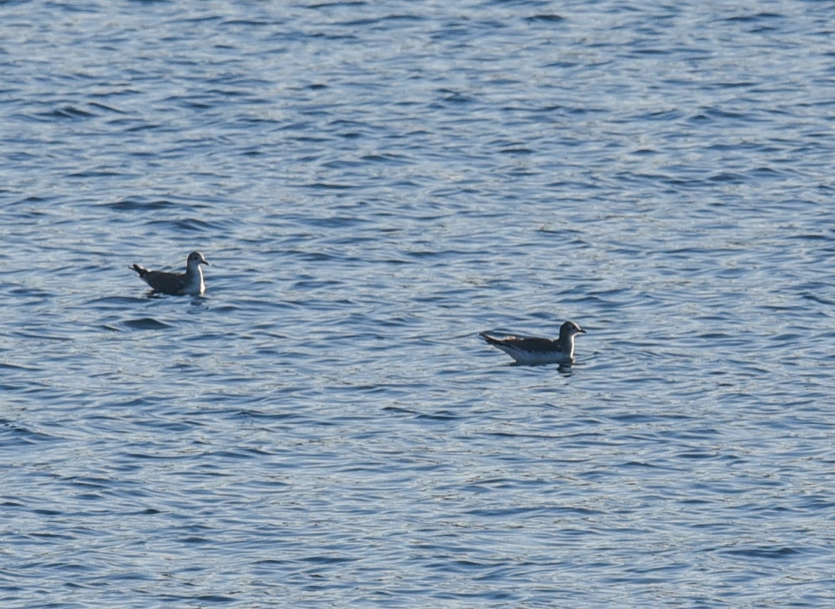 Sabine's Gull - ML37632441