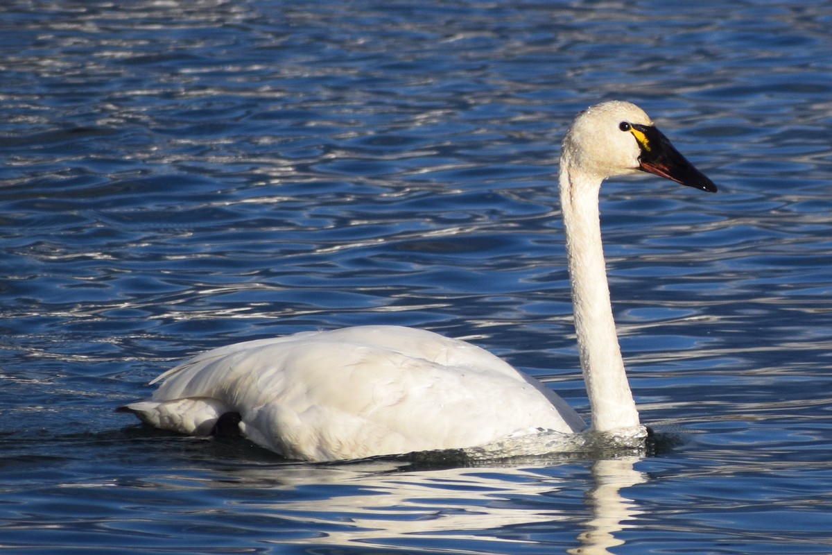 Tundra Swan - Syd Cannings