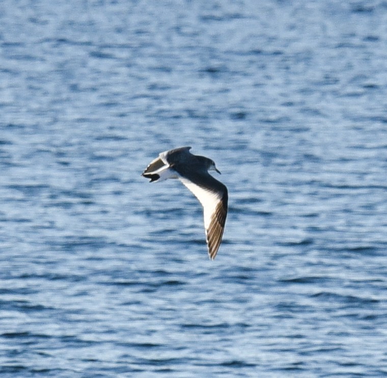 Sabine's Gull - ML37632451