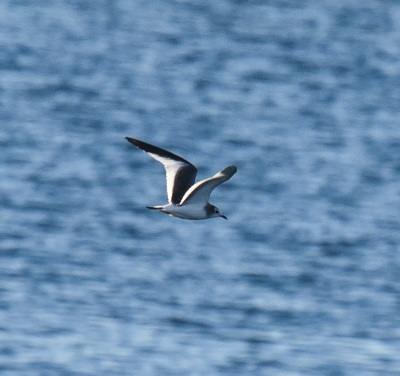 Sabine's Gull - ML37632461