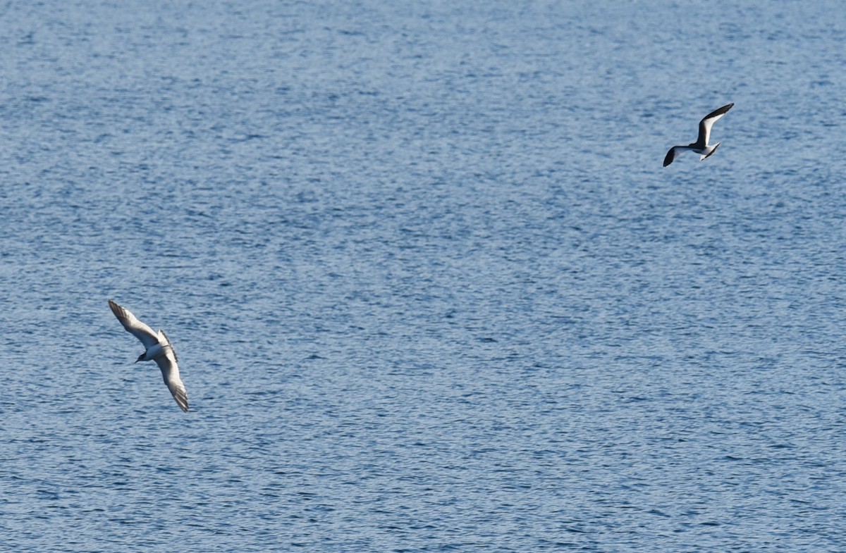 Sabine's Gull - ML37632471
