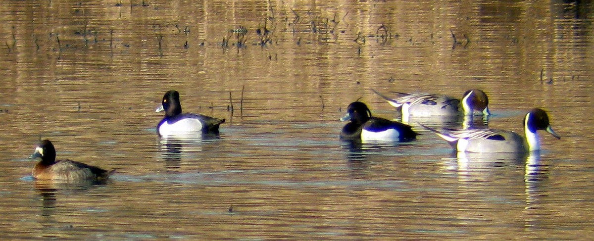 Tufted Duck - ML37632571