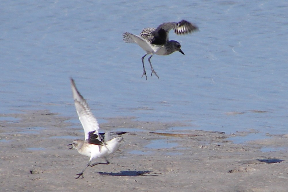 Black-bellied Plover - ML37632601