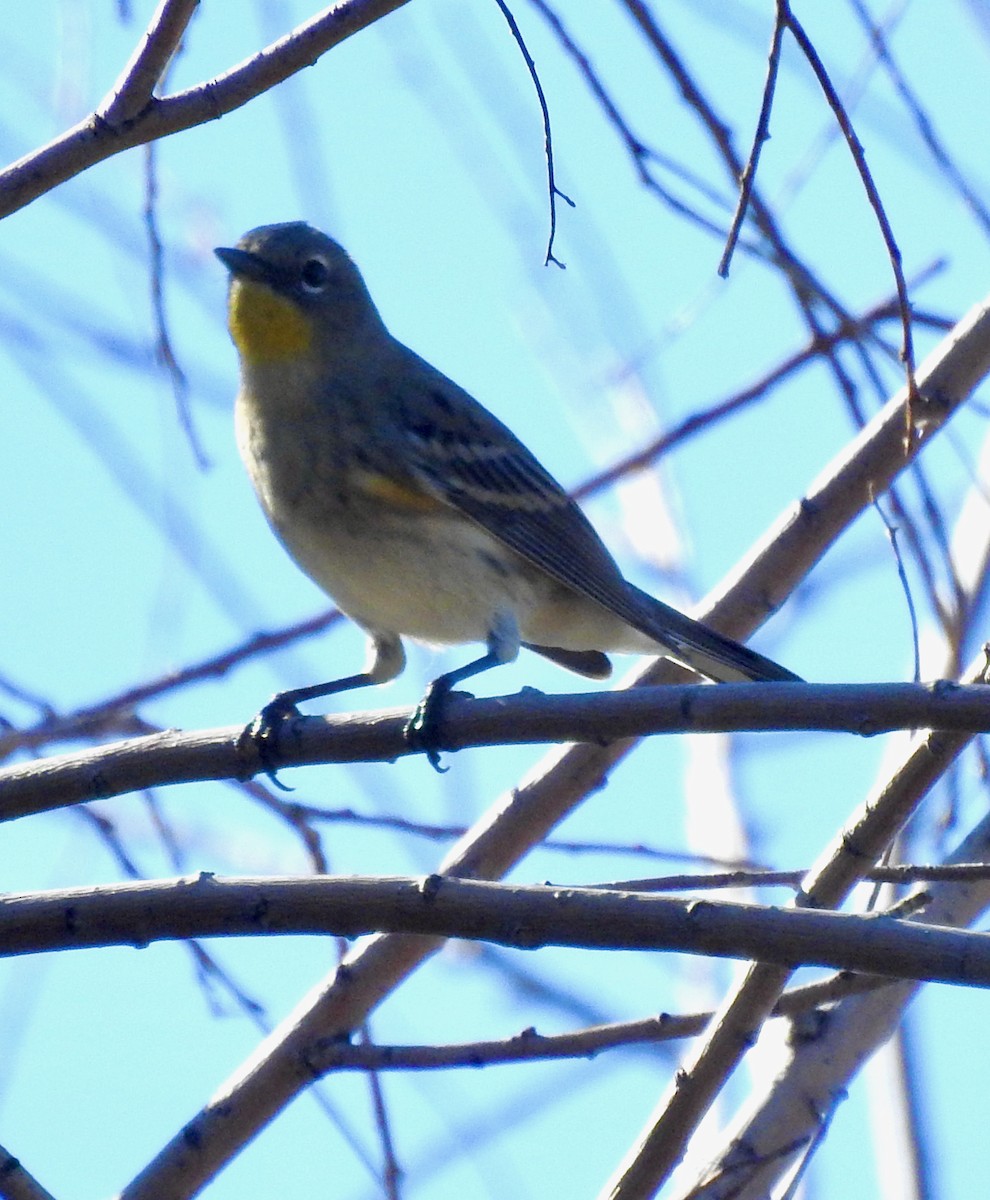 Yellow-rumped Warbler - ML376326261