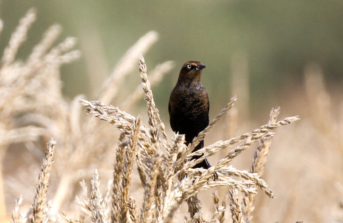 Rusty Blackbird - ML37632761