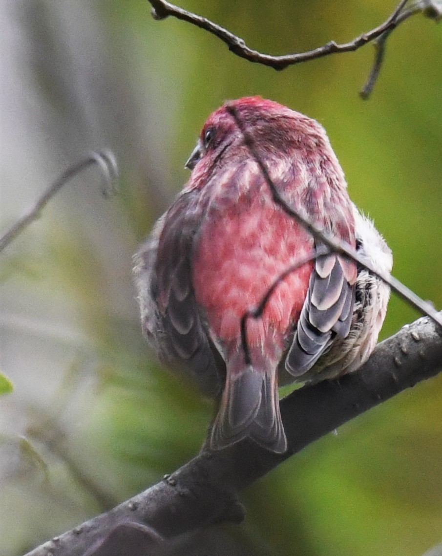 Purple Finch - ML376327691