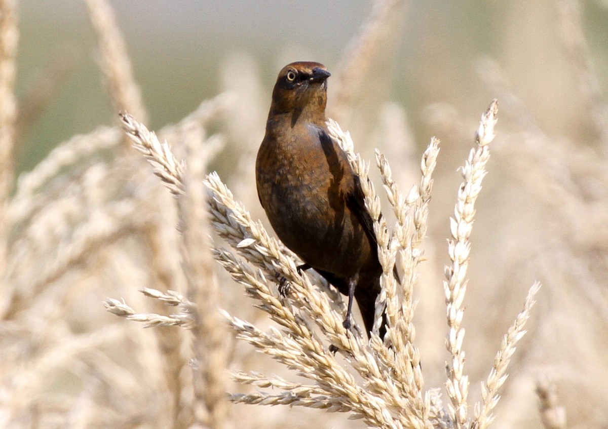 Rusty Blackbird - ML37632771