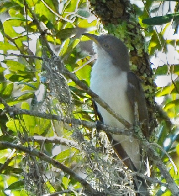 Yellow-billed Cuckoo - ML376328081