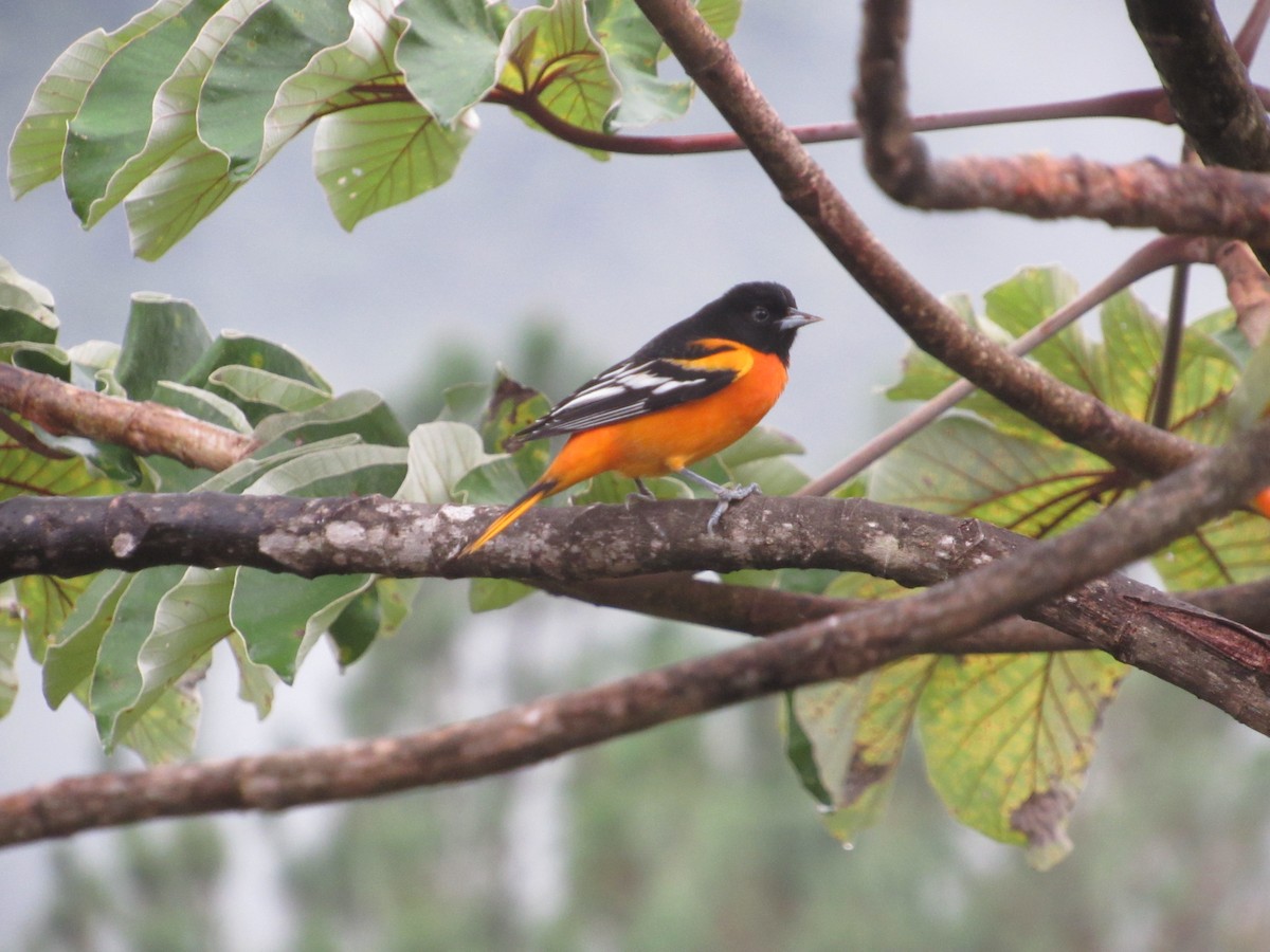 Baltimore Oriole - ML376328251