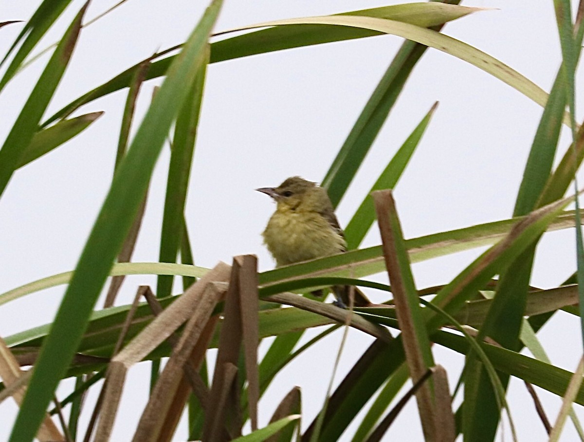 Orchard Oriole - ML376331071