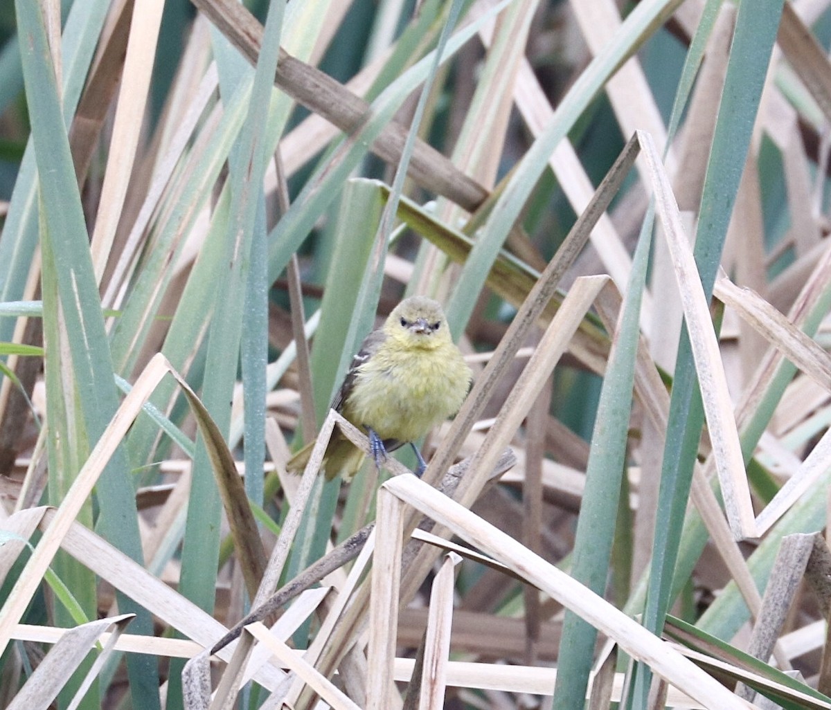 Orchard Oriole - ML376331251