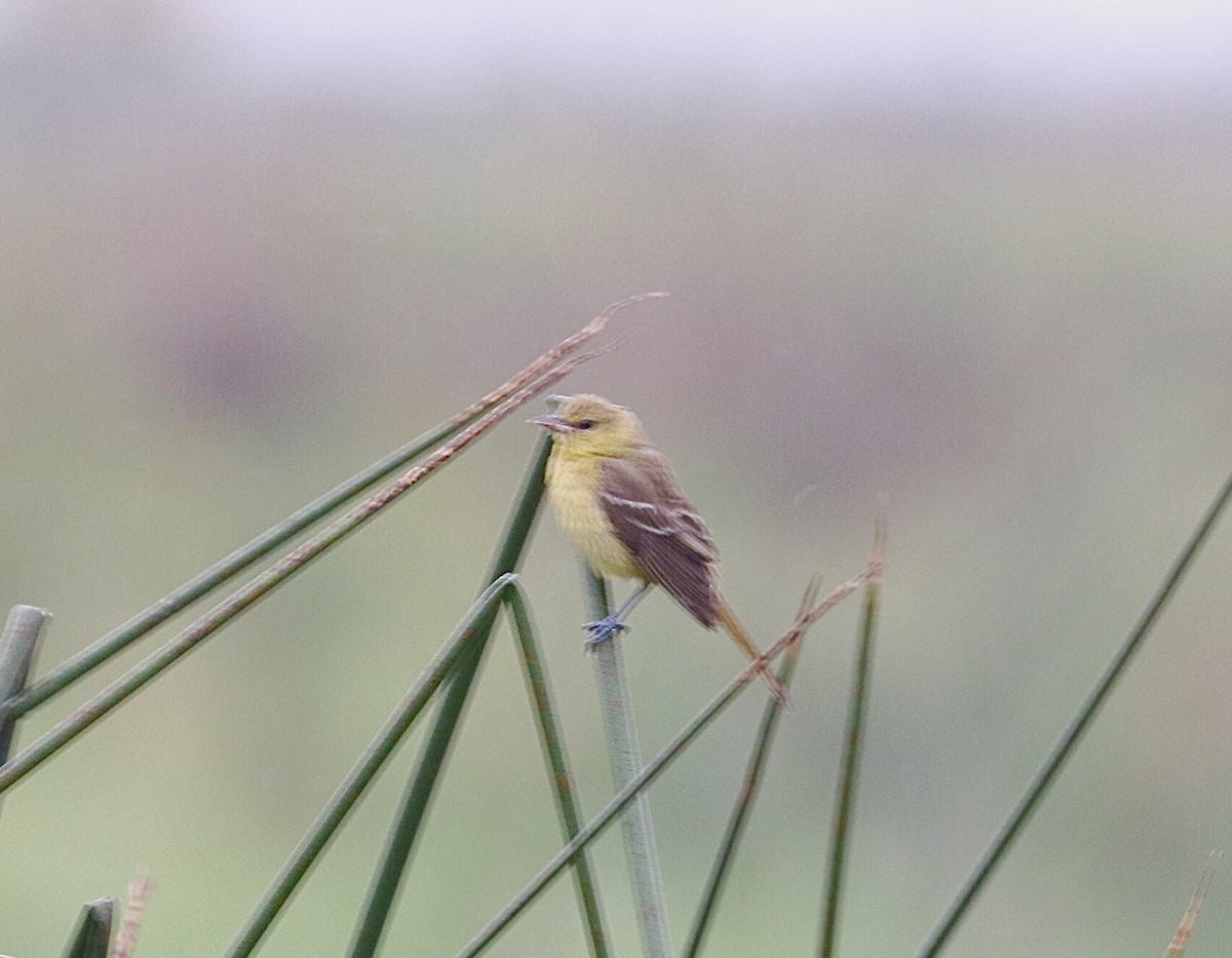 Orchard Oriole - ML376331411