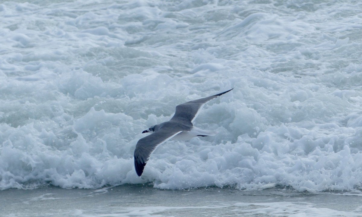 Laughing Gull - ML376331921