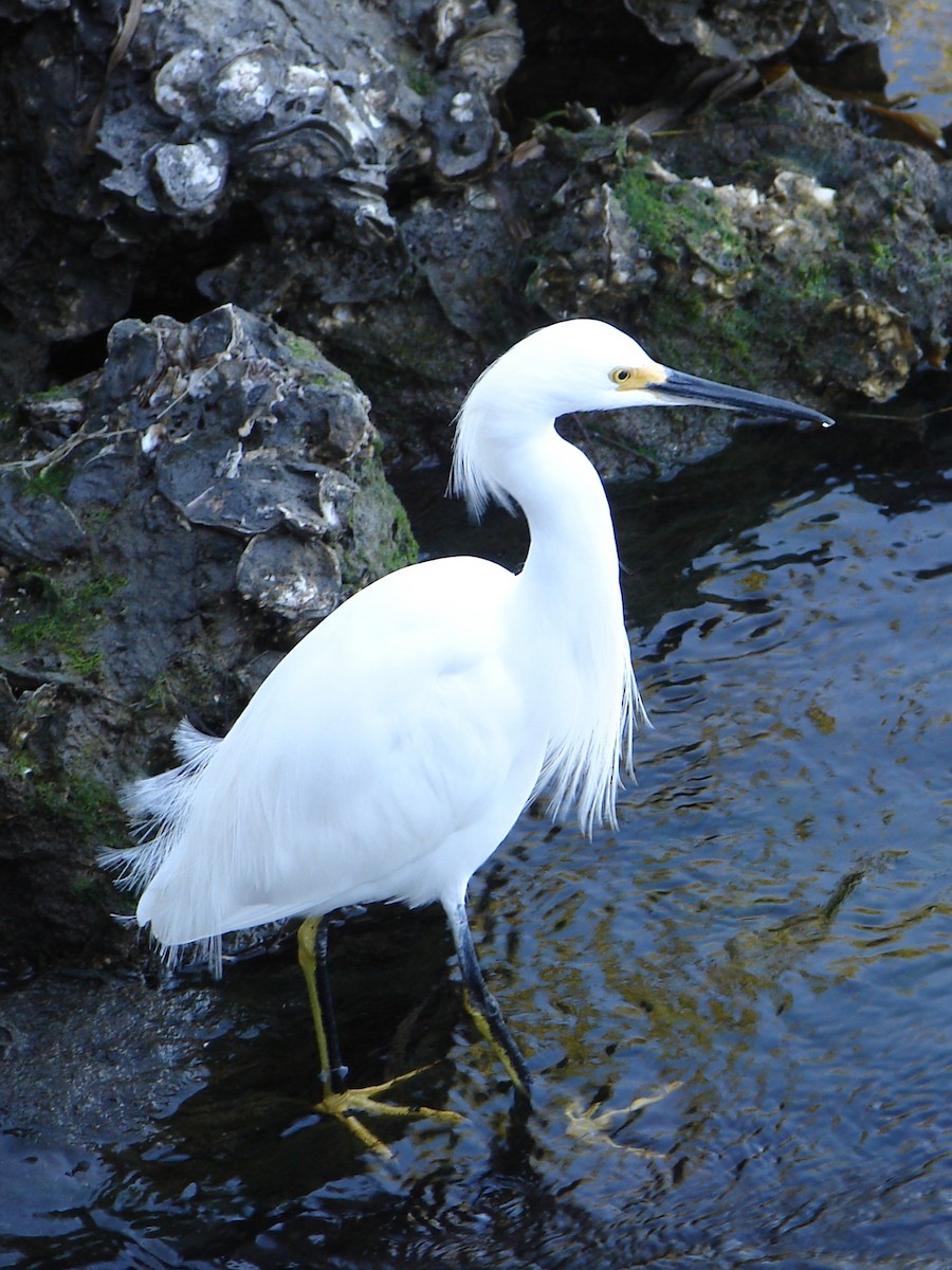 Snowy Egret - Shelley Rutkin