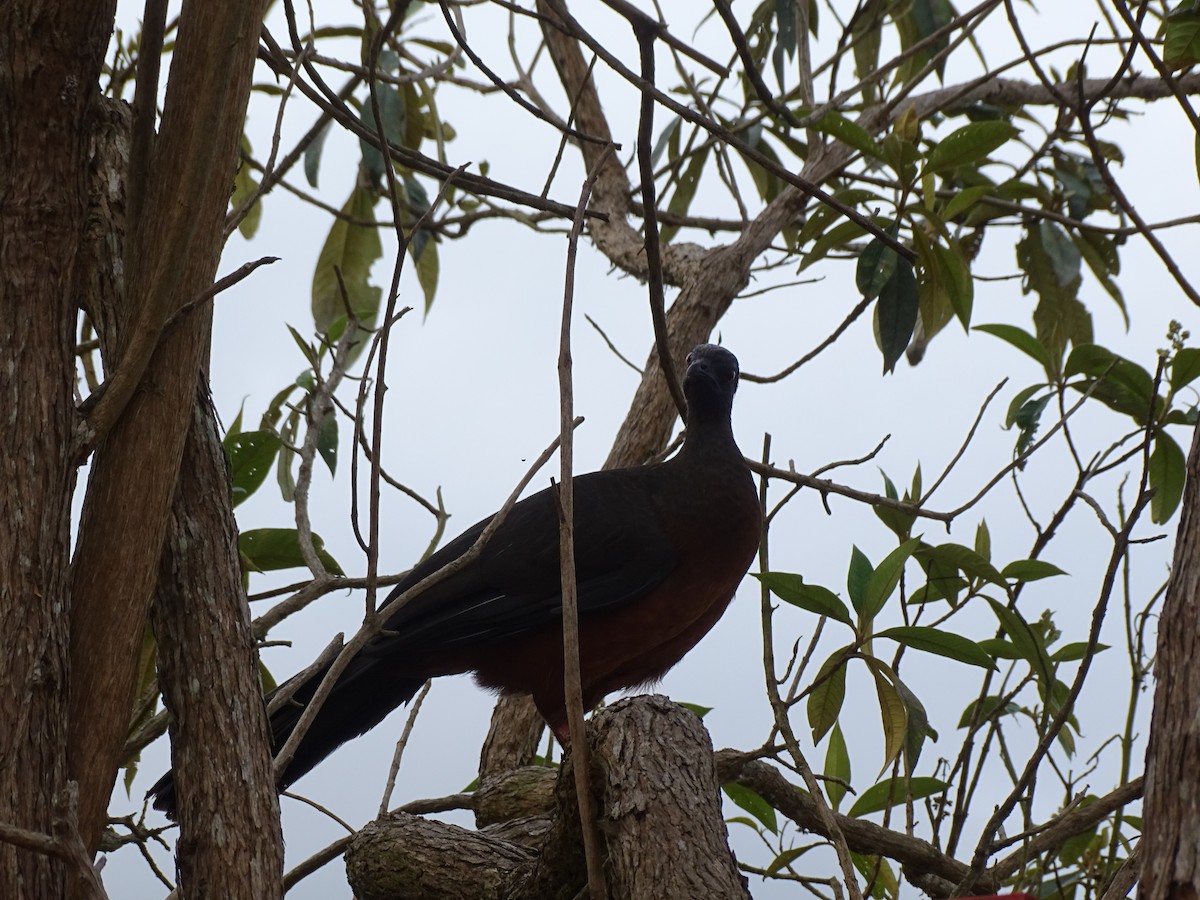 Sickle-winged Guan - ML376336231