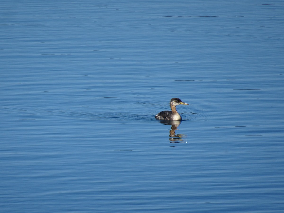 Red-necked Grebe - ML376336321