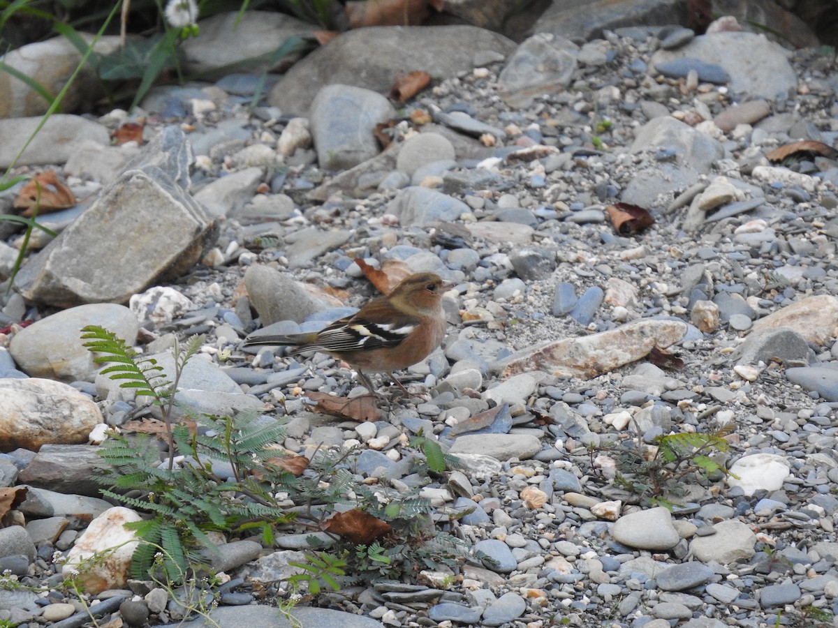 Common Chaffinch - ML376338111