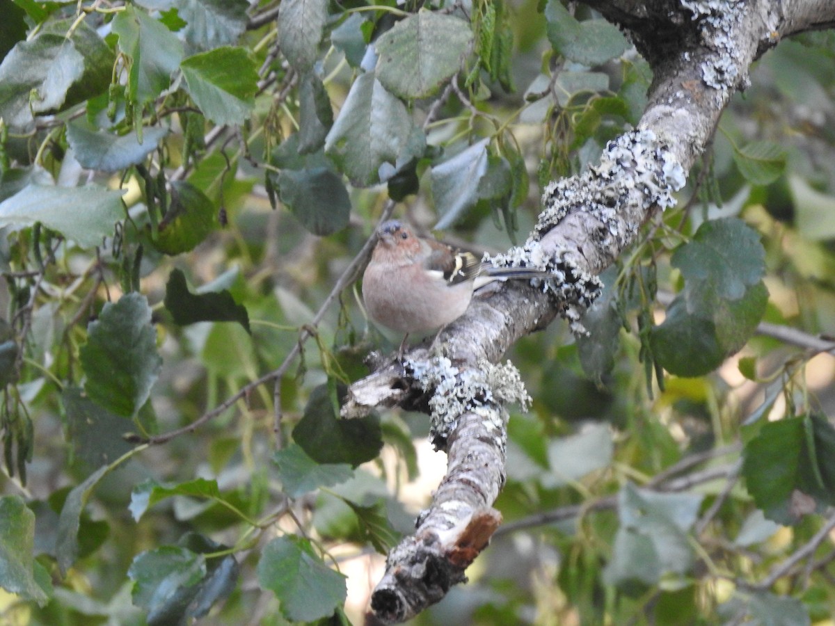 Common Chaffinch - ML376338131