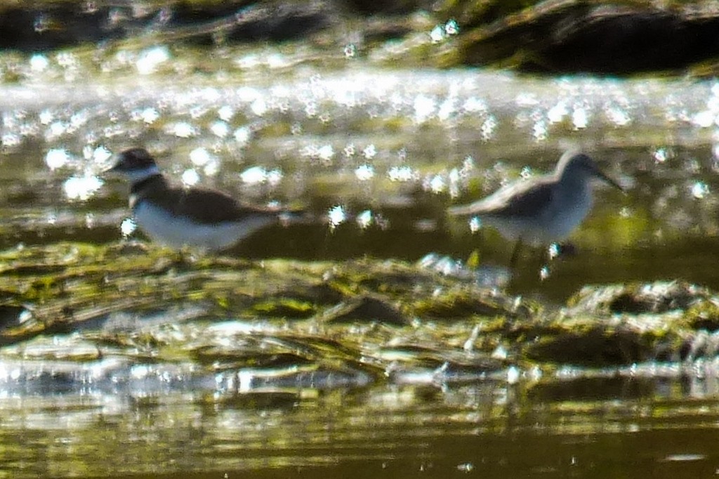 Stilt Sandpiper - ML37633871