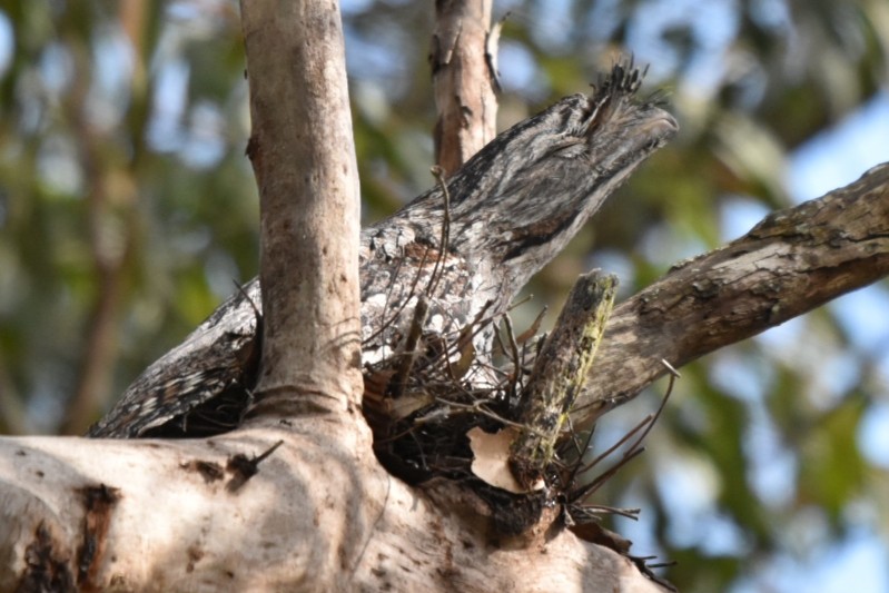 Tawny Frogmouth - ML376341251