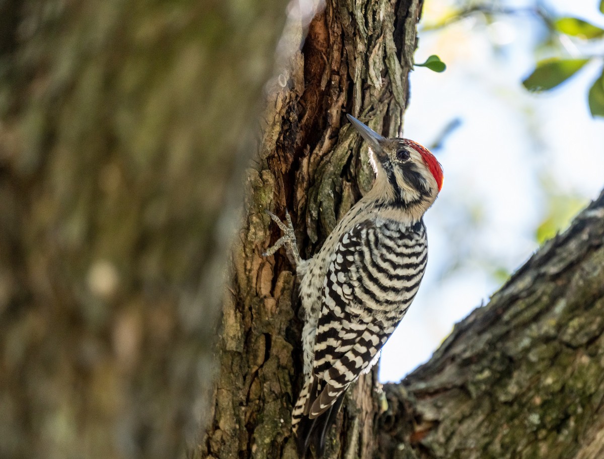 Ladder-backed Woodpecker - ML376342991