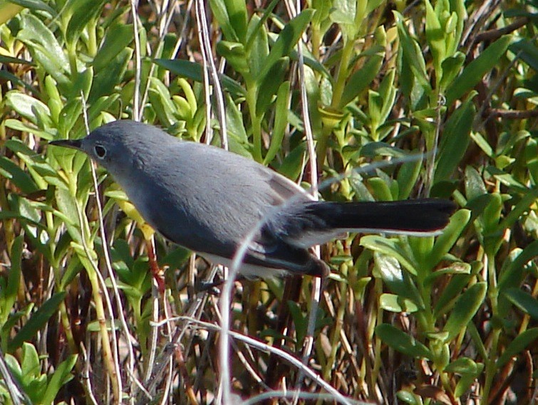 Blue-gray Gnatcatcher - Shelley Rutkin