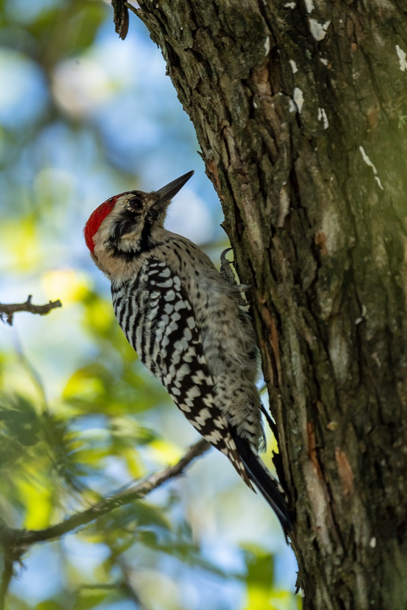 Ladder-backed Woodpecker - ML376343041