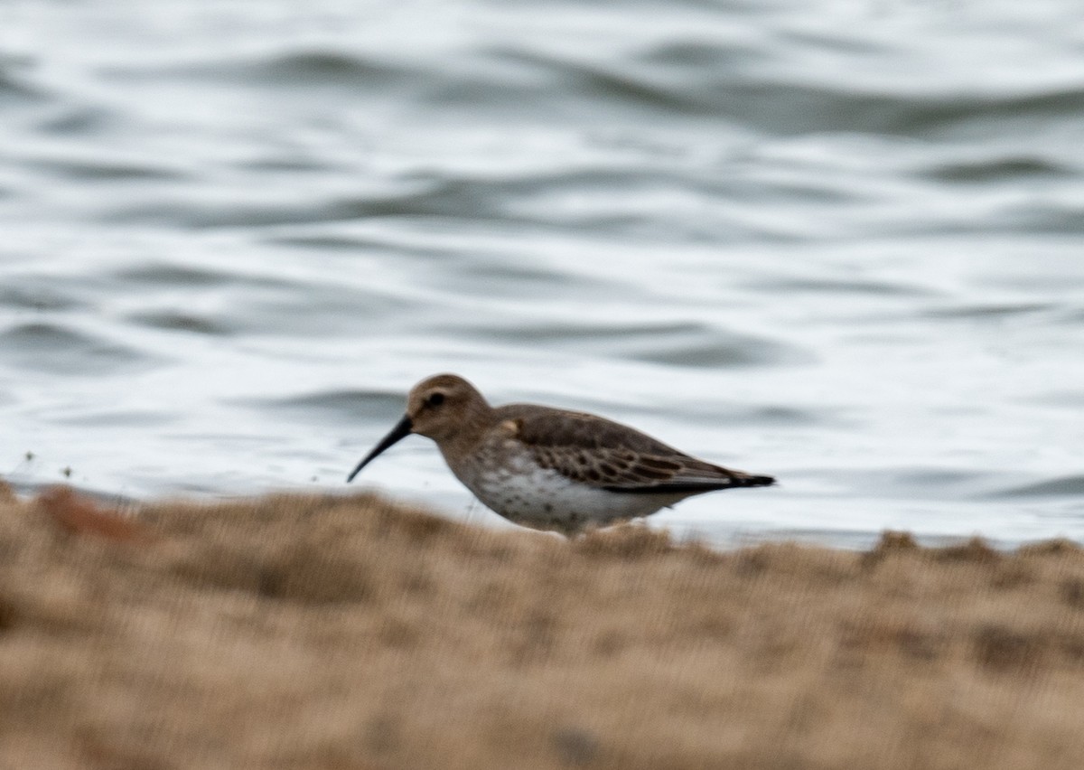 Dunlin - Rich Ashcraft