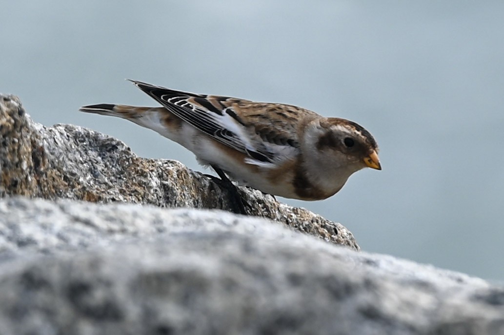 Snow Bunting - Anonymous