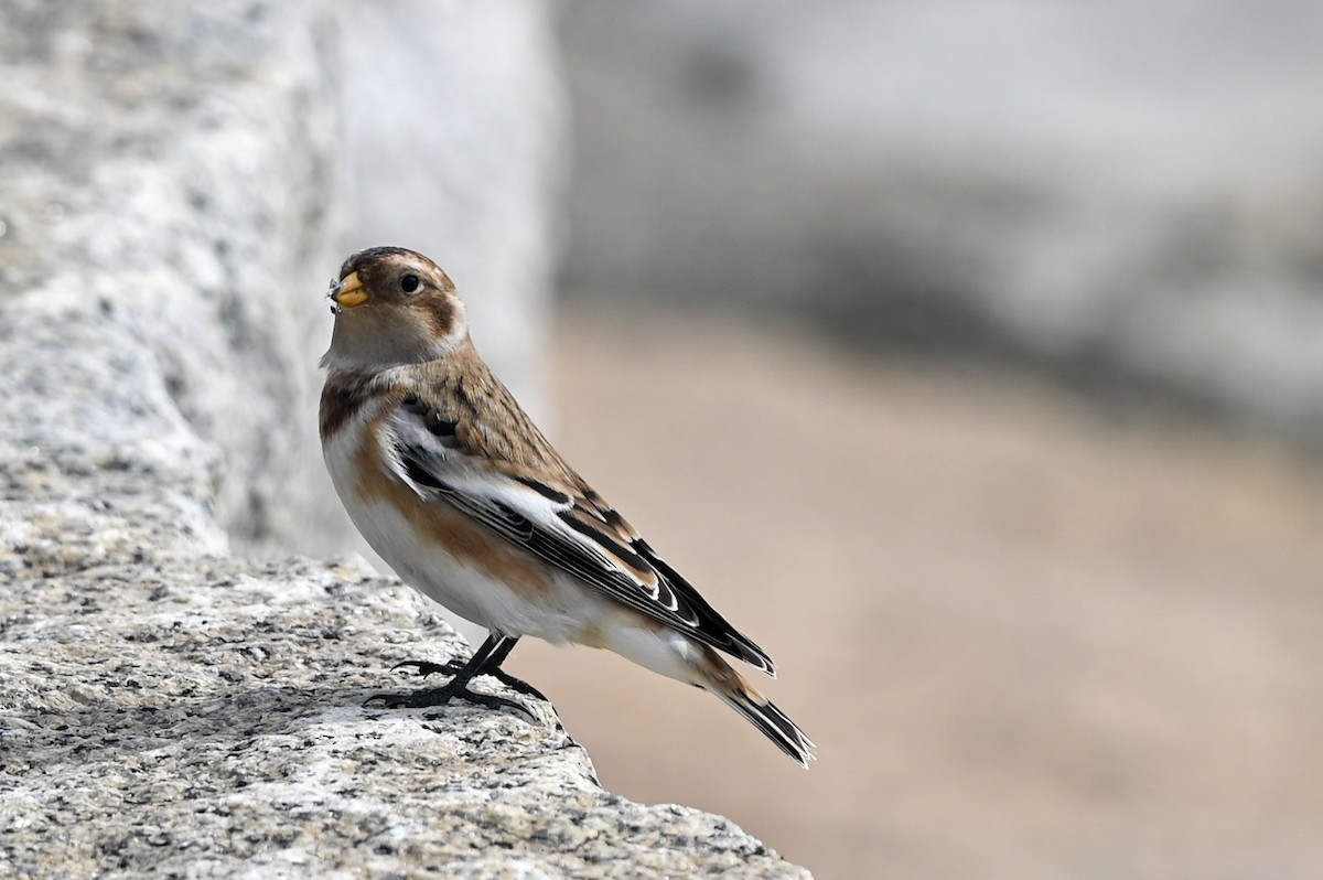 Цасч хөмрөг - ML376343581