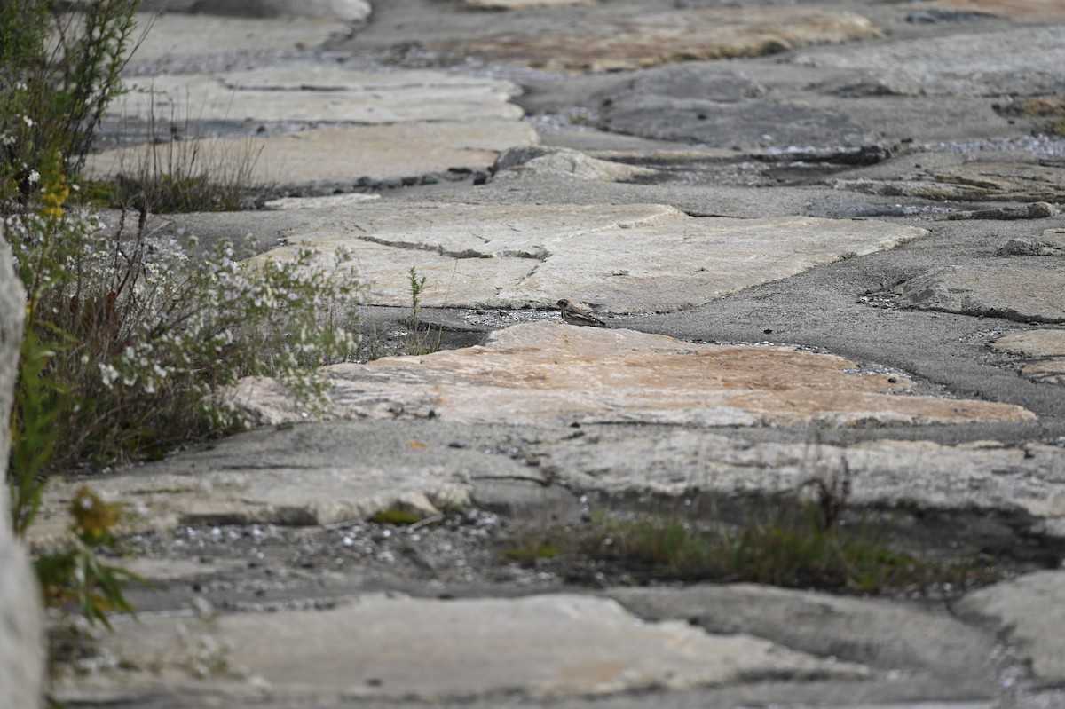 Snow Bunting - ML376343601