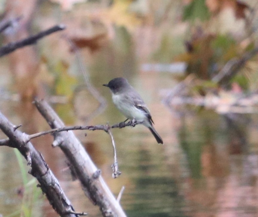 Eastern Wood-Pewee - Charles (PAT) Dollard