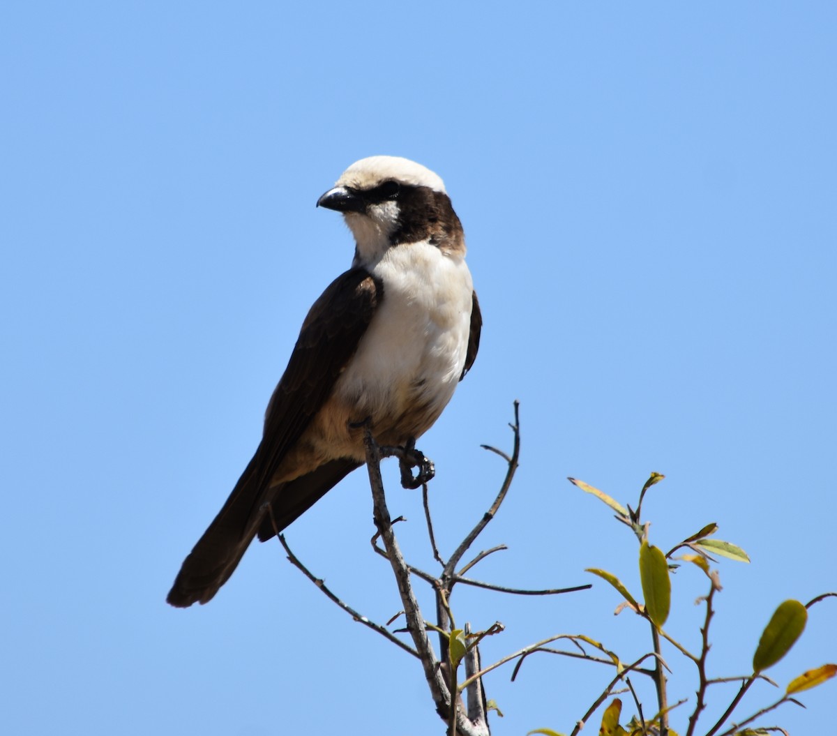 White-crowned Shrike - ML376347951