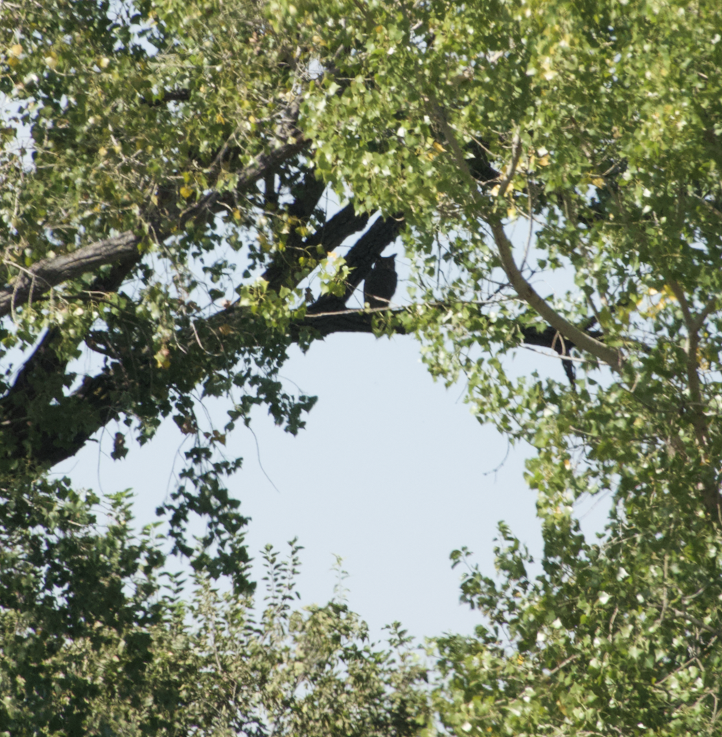 Great Horned Owl - ML376350081