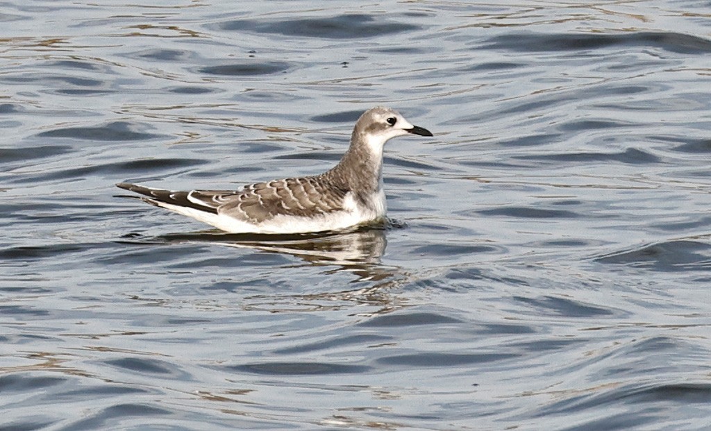 Gaviota de Sabine - ML376350841