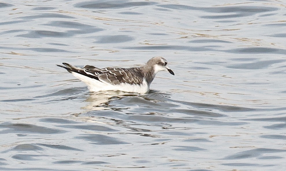 Sabine's Gull - ML376350861